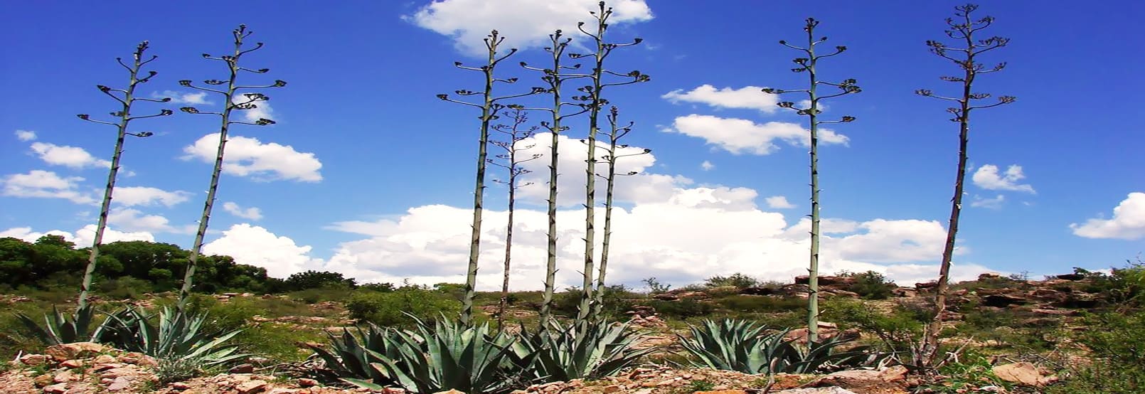 RUTA DEL DESIERTO CHIHUAHUENSE